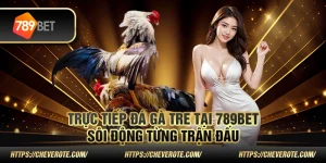 Trực tiếp đá gà tre tại 789Bet – Sôi động từng trận đấu